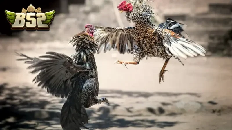 Hướng dẫn chi tiết cách tham gia cá cược đá gà B52CLUB