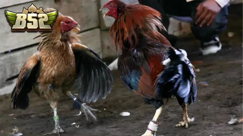 Vì sao đá gà B52CLUB trở thành lựa chọn hàng đầu của dân cá cược?