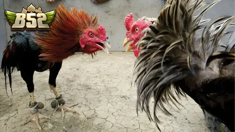 Đá gà B52CLUB có những lưu ý quan trọng khi cá cược để luôn thắng lớn