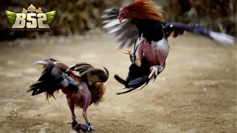 Chơi đá gà ở nhà cái Đá Gà Thomo vô cùng an toàn