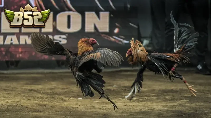 Tìm hiểu về hình thức đá gà cựa sắt