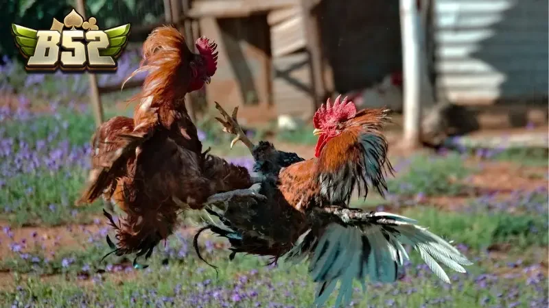 Mẹo chơi đá gà thomo B52club bất bại