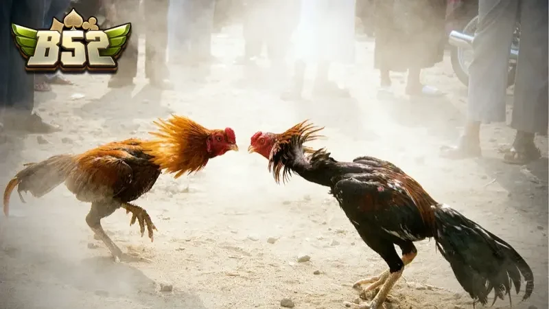 Chi tiết về luật chơi đá gà thomo B52club