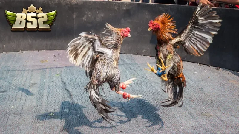 Lợi thế khi theo dõi Đá gà miền tây online