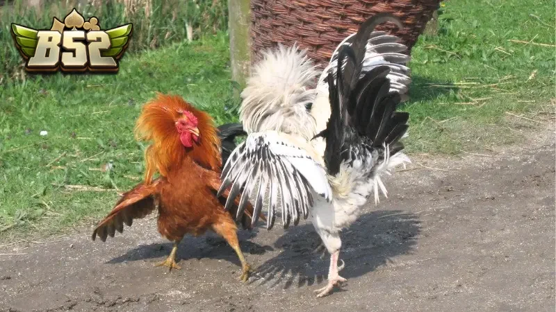 Sơ lược về các trận đấu Đá gà miền tây