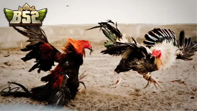 Tìm hiểu lịch sử hình thành đá gà Thomo