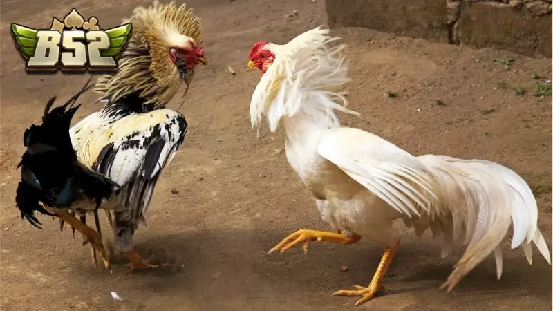 Hình thức đá gà trực tiếp Thomo được ưa chuộng hiện nay