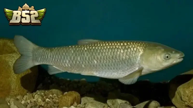 Nằm ngủ mơ thấy cá trắm bị chết