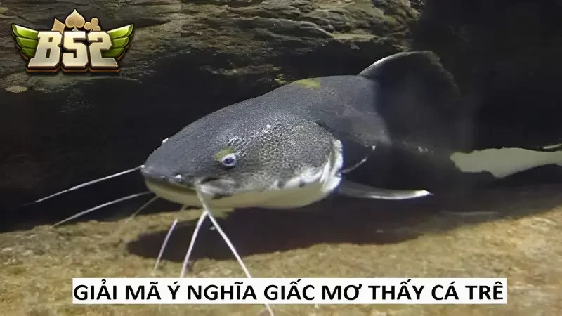 Ngủ mơ thấy cá trê là hình ảnh dễ dàng thấy được trong giấc ngủ