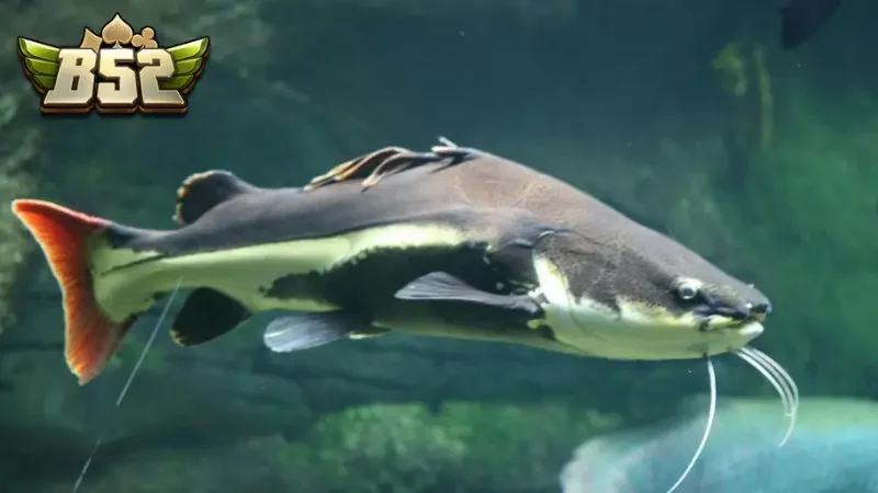 Mỗi giấc mơ thấy hình ảnh cá trê lại mang ý nghĩa khác nhau