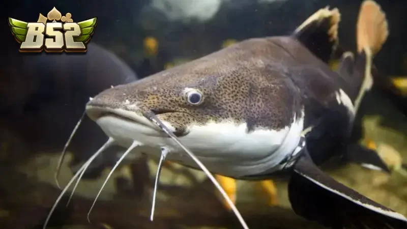 Nhiều con số may mắn lý giải thông qua giấc mơ thấy con cá trê